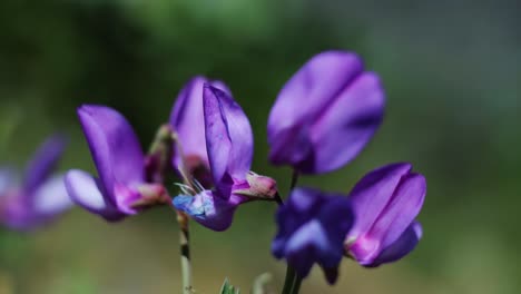 macro close up of beautiful purple wildflowers growing on the mountain side of the rocky mountains near provo, ut on a warm sunny spring day