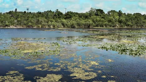 Drone-4K-very-low-flyover-of-lake-with-lily-pads