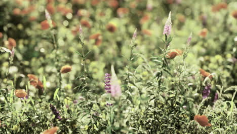 Colorful wildflowers bloom in a vibrant meadow during the day