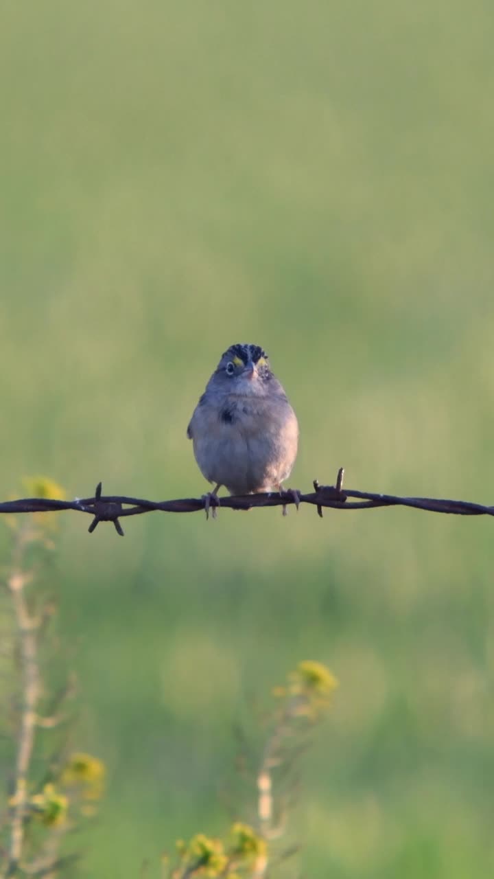 Un passero delle praterie (Ammodramus humeralis) che cinguetta appollaiato su un filo spinato.