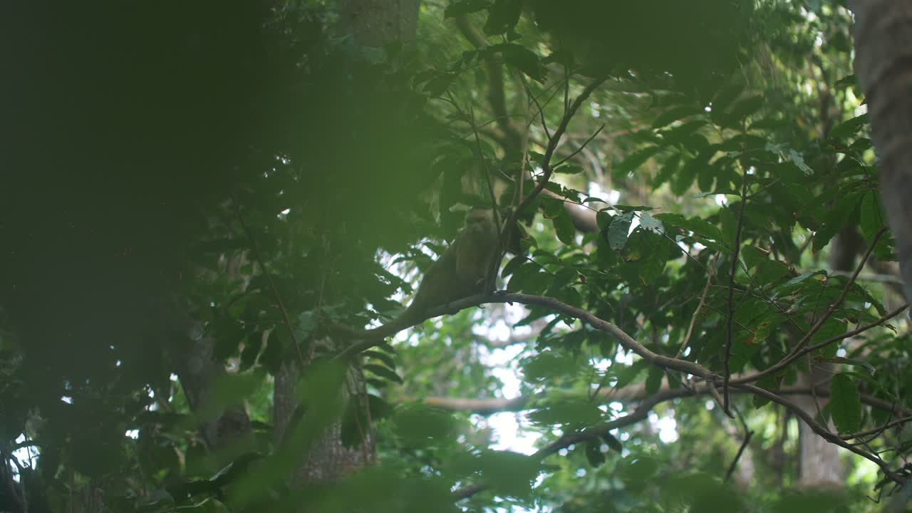 Cute capuchin monkey climbing and jumping out of a branch of a tree in slow-motion, Tayrona Park, Colombia