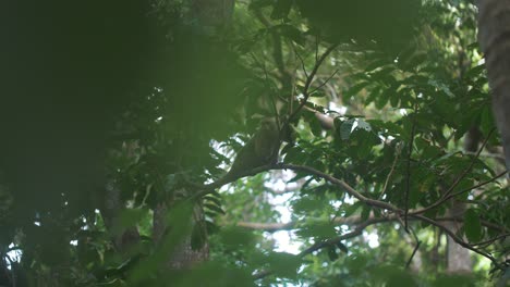 Cute-capuchin-monkey-climbing-and-jumping-out-of-a-branch-of-a-tree-in-slow-motion,-Tayrona-Park,-Colombia