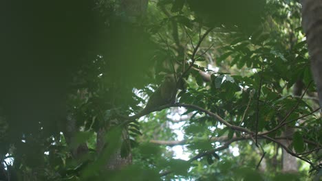 lindo mono capuchino escalando y saltando de una rama de un árbol en cámara lenta, parque tayrona, colombia