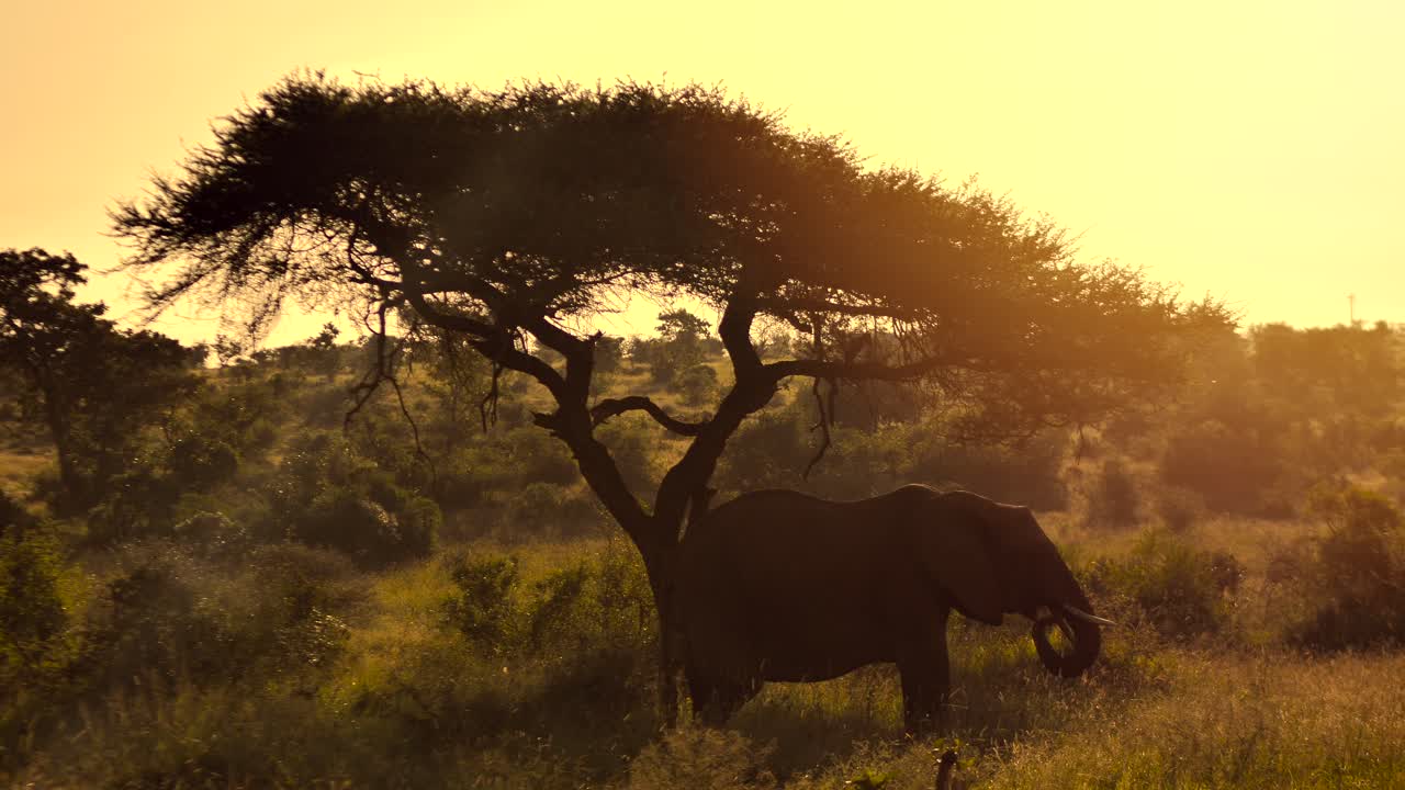 elefante comiendo debajo de un árbol en áfrica