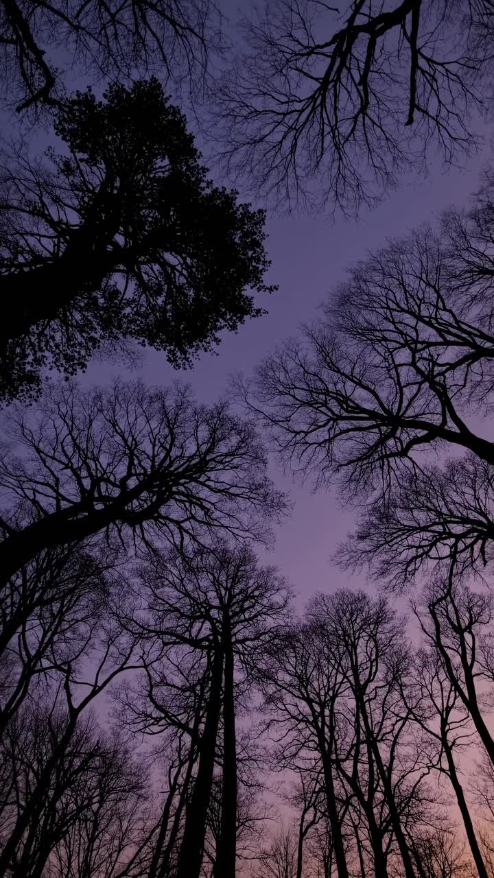 A dramatic upward angle captures silhouetted tree branches against a twilight sky