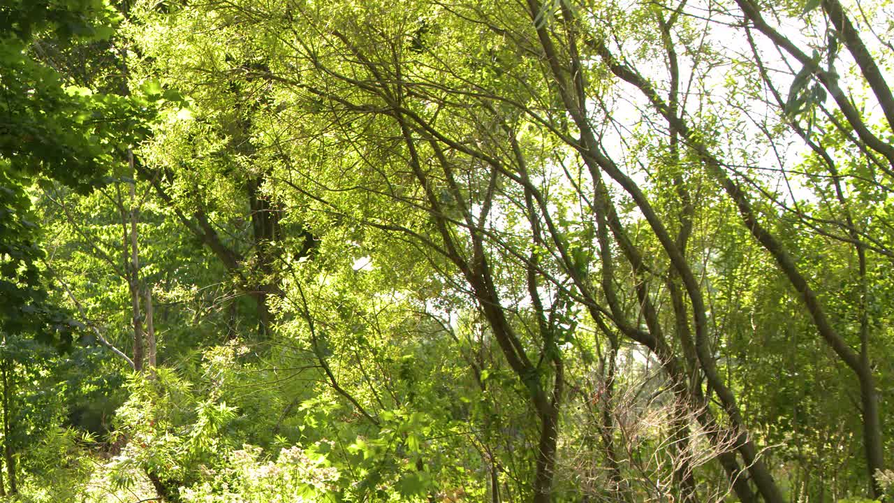 Camera slowly pans across leafy green trees in bright daylight, creating a tranquil atmosphere