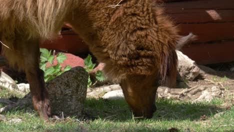 Alimentación-De-Alpaca-Marrón-En-El-Campo-De-Hierba-Verde---Disparo-De-Seguimiento-De-Primer-Plano