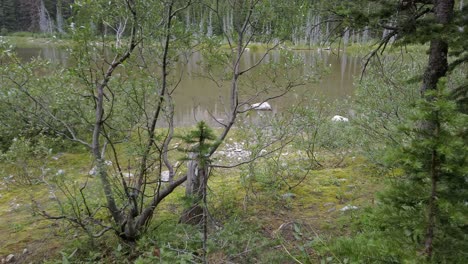 Estanque-En-El-Bosque-Se-Acercó-Pov-Rockies-Kananaskis-Alberta-Canada