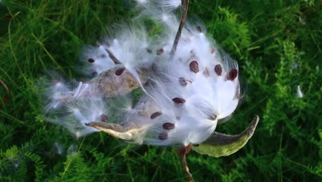 slow camera move into close up of bursting cottony seed pod blowing in the wind