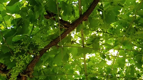 Grape tree 60 fps panning motion