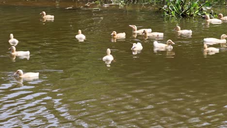 ducks swimming together in a tranquil river