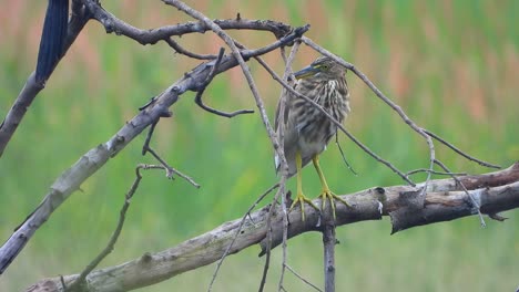 GREEN-HERON-in-tree-footage-.