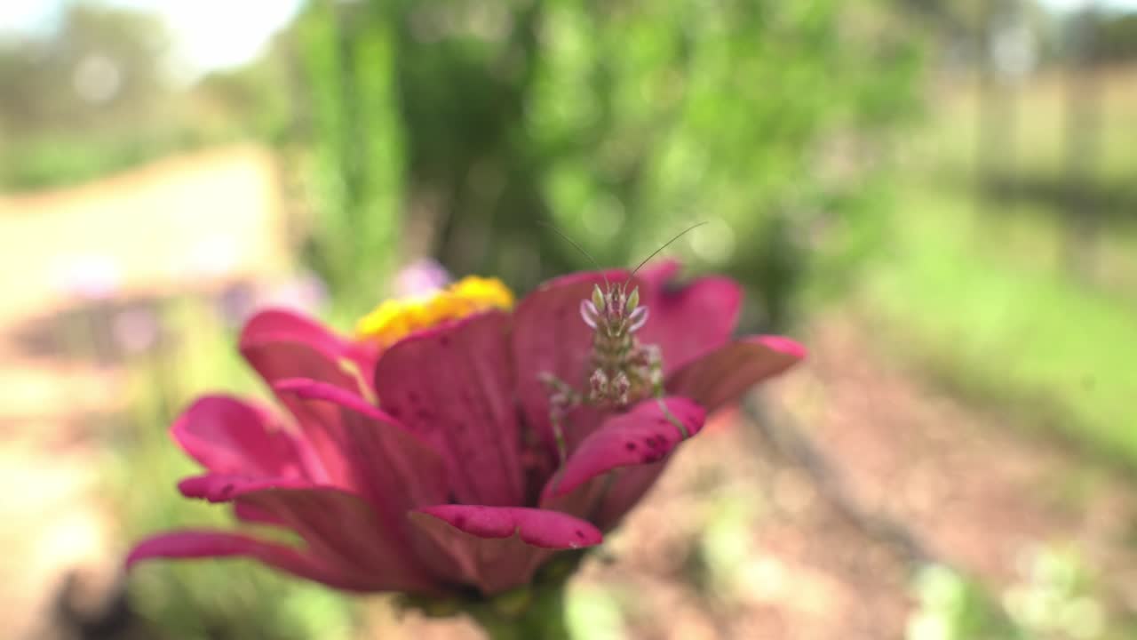Nærbillede i slowmotion af knæler på blomst set forfra.