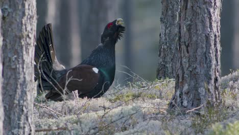 Male-western-capercaillie-roost-on-lek-site-in-lekking-season-close-up-in-pine-forest-morning-light