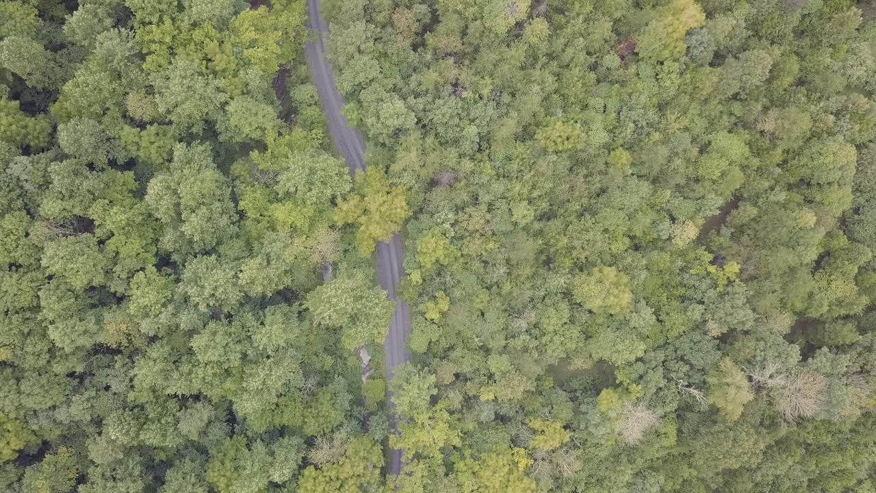 drone volando hacia abajo en la carretera y los árboles y el bosque en las montañas humeantes en alrededor de tennessee y virginia para una hermosa toma aérea