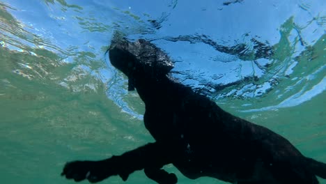 black dog swim on surface of water. underwater shot, 4k-60fps. red sea, dahab, egypt