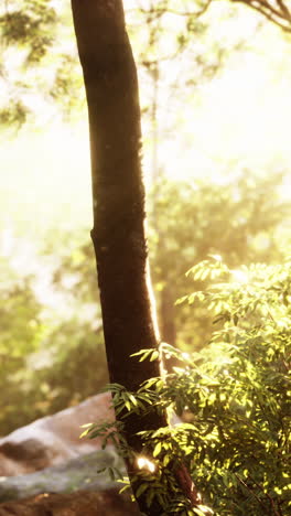 sunlight filtering through forest trees