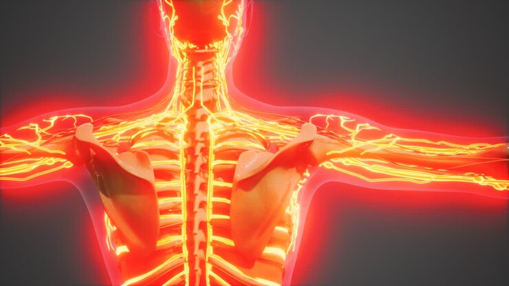 science anatomy of human Blood Vessels