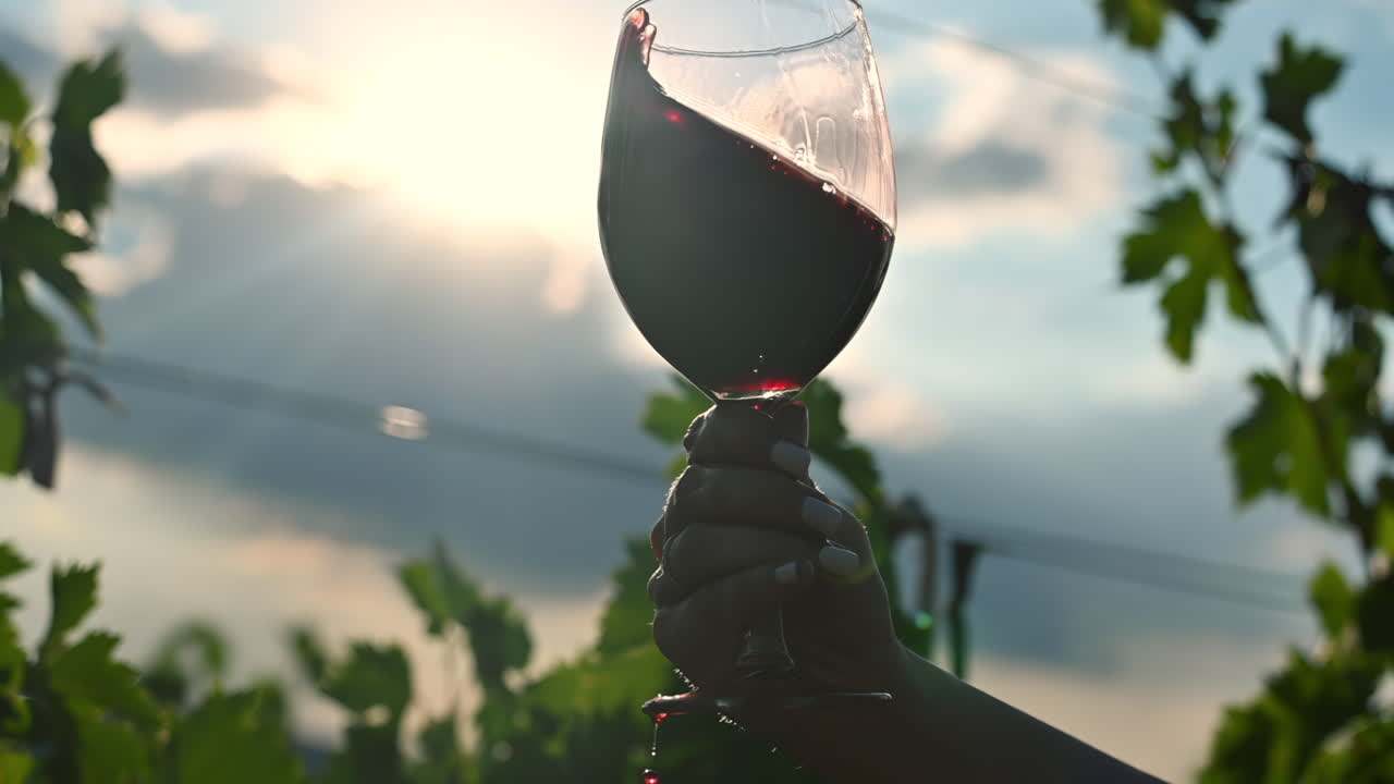 A person holds up a glass of rich red wine against the backdrop of a stunning sunset. The vineyard is filled with lush grapevines, creating a serene atmosphere