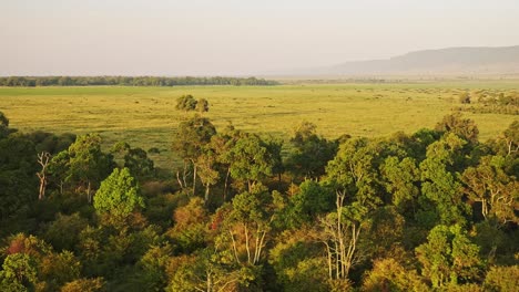 Toma-Aérea-Del-Paisaje-De-áfrica-Del-Hermoso-Paisaje-Forestal-Y-Los-árboles-En-La-Increíble-Luz-Dorada-Del-Sol,-Masai-Mara-En-Kenia-Desde-Un-Paseo-En-Globo-Aerostático-Vista-De-Vuelo-Desde-Arriba-Volando-Lentamente-Sobre-La-Naturaleza-Africana