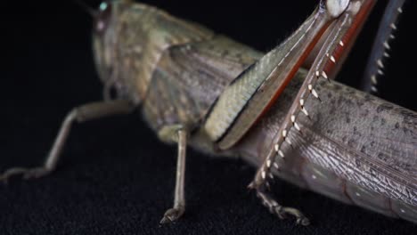 macro video of a slow-moving grasshopper insect isolated on black background, long legs to jump