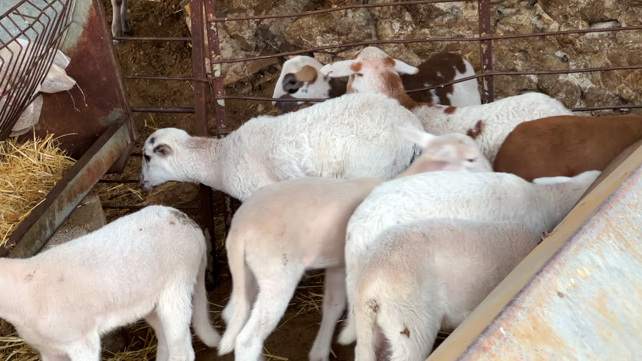 corderos pequeños, animales pequeños en una granja en españa, de la granja a la mesa, agricultura ecológica, tiro de 4k