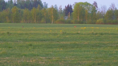 european roe deer walking and eating on a field in the evening, golden hour, medium shot from a distance