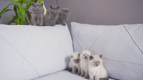 los gatitos divertidos están bailando en casa.