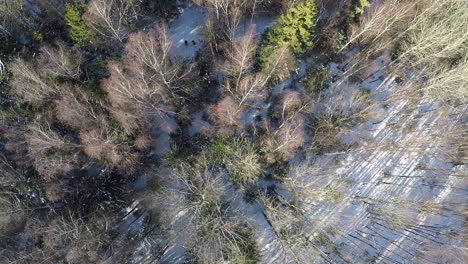 Flying-over-winter-mixed-forest-with-fir-trees-and-birches