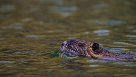 Un-Coipo-Salvaje-O-Nutria-{myocastor-Coypus)-Nadando-A-Través-De-Un-Río-En-América-Del-Sur