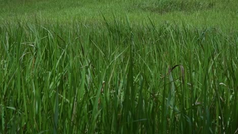 Ein-Mehrjähriges-Gras,-Das-Im-Tropischen-Und-Subtropischen-Asien-Beheimatet-Ist-Und-Auch-In-Mehrere-Länder-Eingeführt-Wurde