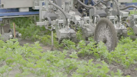 field beng spaded by tractor