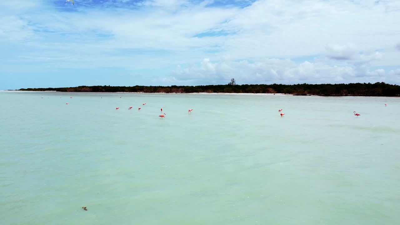 Pink Flamingos in the Caribbean Sea