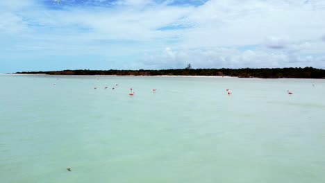 pink flamingos in the caribbean sea