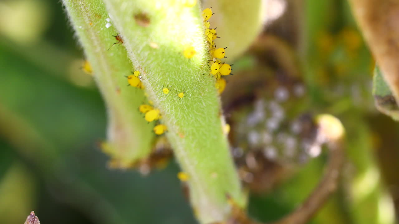 pulgones amarillos o naranjas en una planta de algodoncillo