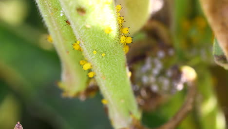 yellow or orange aphids on a milkweed plant