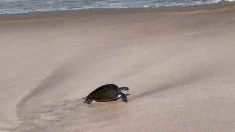 La-Llamada-Del-Océano:-El-Vuelo-Instintivo-De-Las-Tortugas-Marinas-En-La-Playa-De-Jimbaran,-Bali