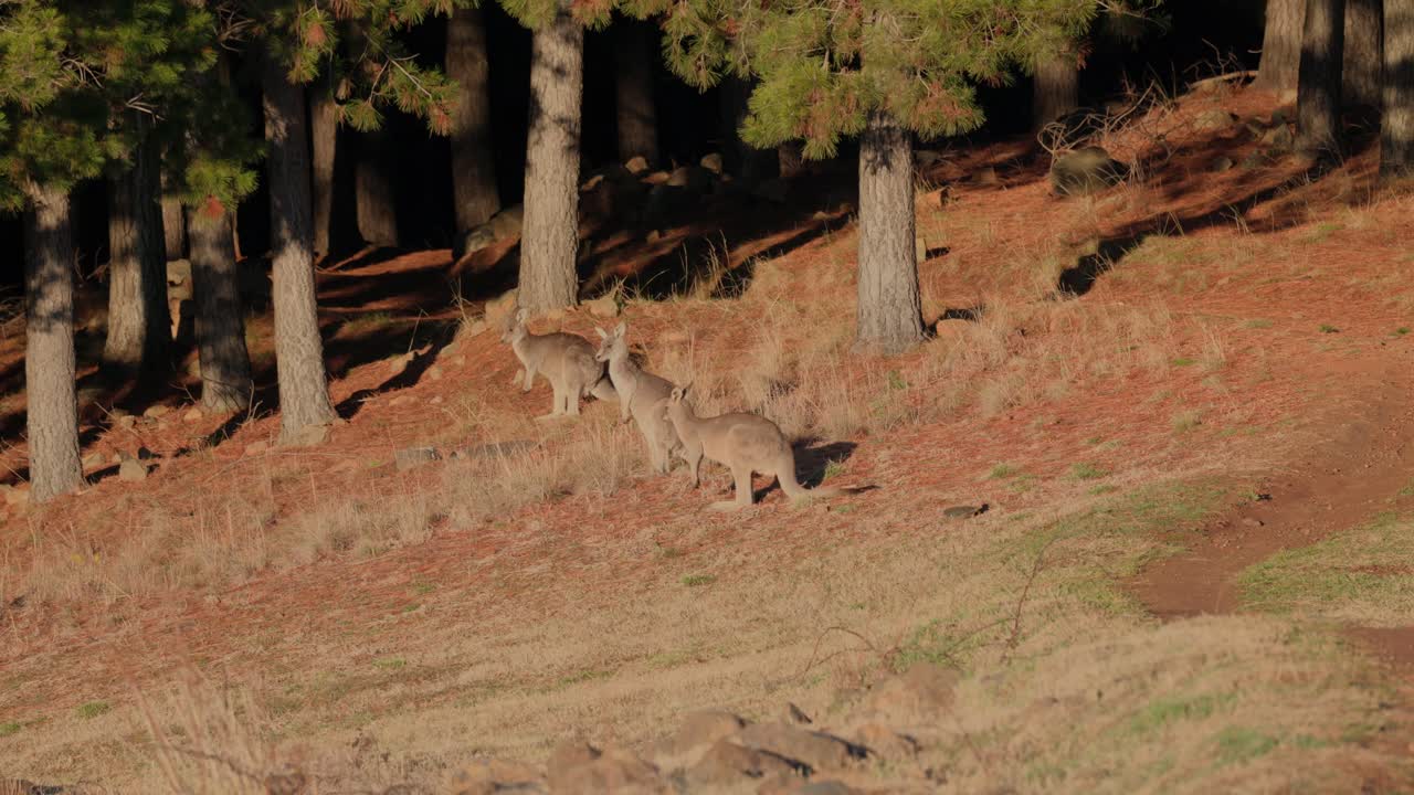 A group of kangaroos graze on dew-covered grass as golden sunlight begins to stretch across the early Canberra landscape