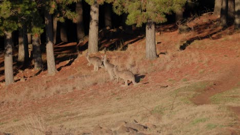 a group of kangaroos graze on dew-covered grass as golden sunlight begins to stretch across the early canberra landscape