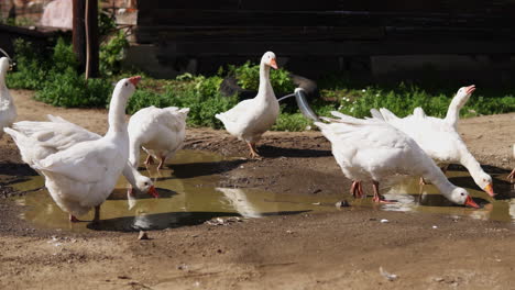geese drinking from a puddle on a farm