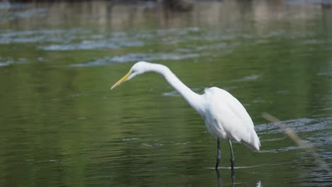 common egret walking along the water of a lagoon and foraging