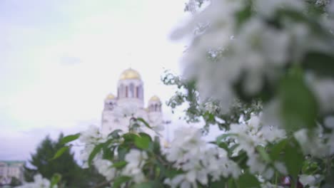 blossoms and a church