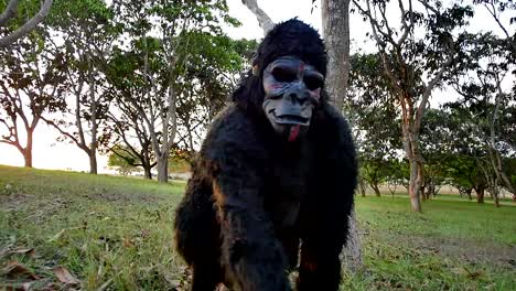 scary gorilla walks pass, a wooded area as the sun set in the background