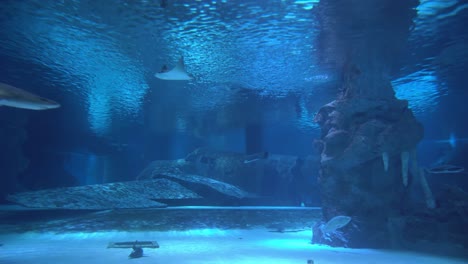 underwater world with stingrays sharks various fish and a sunken plane