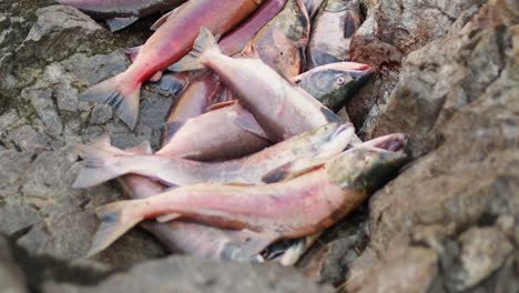 Traditional-Indigenous-First-Nations-salmon-fishing-along-a-river-in-BC