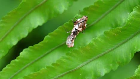 Ceratomantis-Saussurii,-Mantis,-Visto-Bajo-La-Lente-De-Una-Cámara-Sacudiendo-Sus-Patas-Delanteras-Y-Luego-De-Repente-Mira-Hacia-Arriba-Mientras-Está-Posado-En-Hojas-De-Helecho