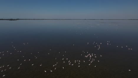 wind life lake birds