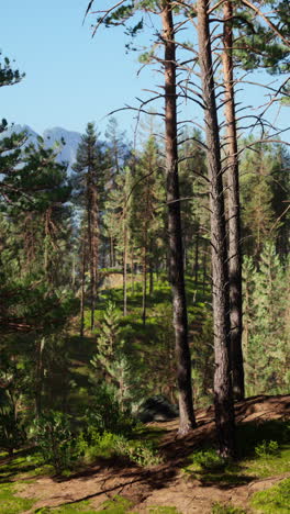 pine forest scenery