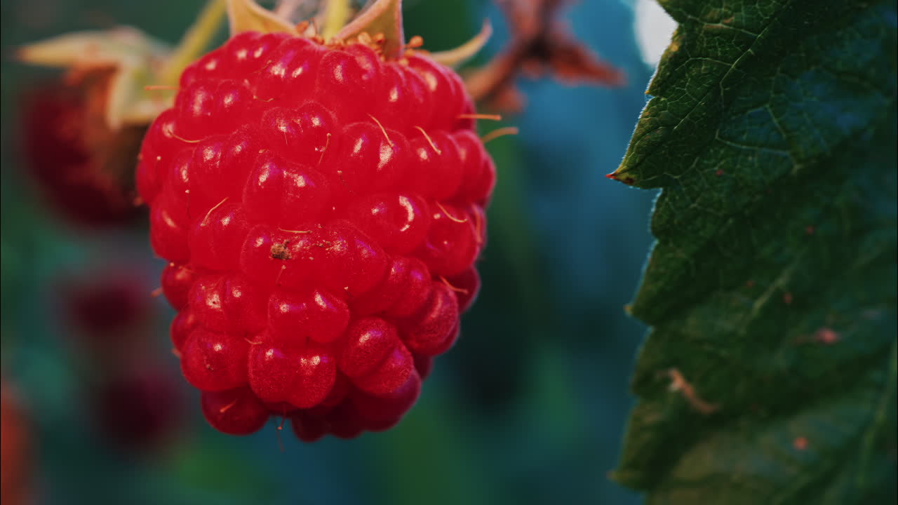 Close up of a vibrant red raspberry in natural sunlight with a blurred background
