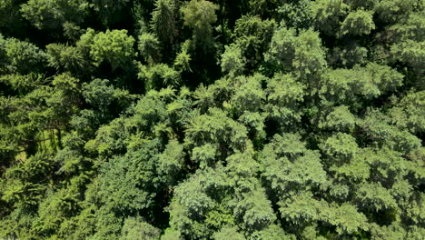 Toma-Aérea-Ascendente-De-Arriba-Hacia-Abajo-De-Las-Copas-De-Los-árboles-Iluminadas-Del-Bosque-De-Abetos-Durante-El-Día-Soleado